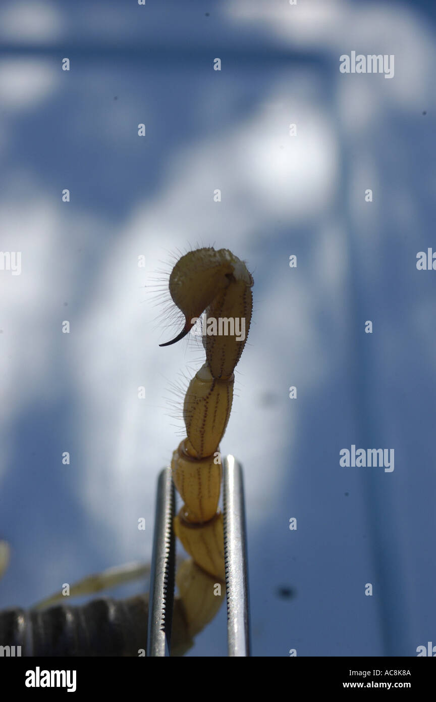 Giant hairy scorpion Hadrurus arizonensis Low desert scrub habitat Yuma