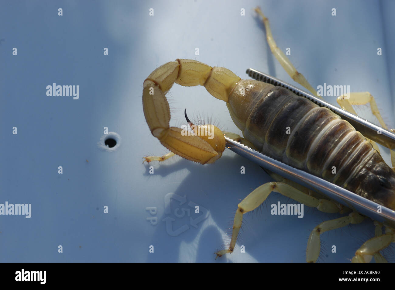 Giant hairy scorpion Hadrurus arizonensis Low desert scrub habitat Yuma