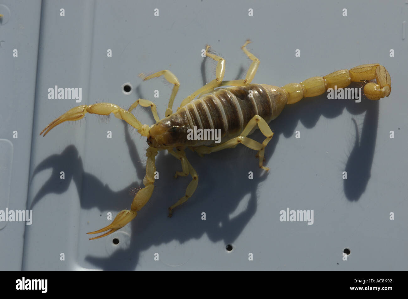 Giant hairy scorpion Hadrurus arizonensis Low desert scrub habitat Yuma