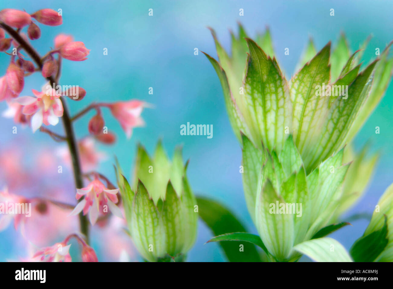 Heucherella and astrantia flowers Stock Photo