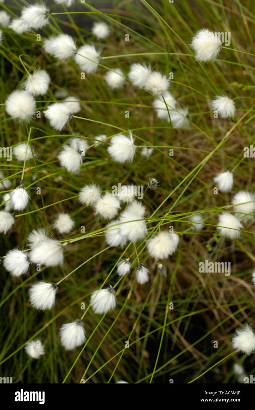 White Slender Cottongrass or Cotton grass Cyperaceae Eriophorum gracile W D J Koch Europe Stock Photo