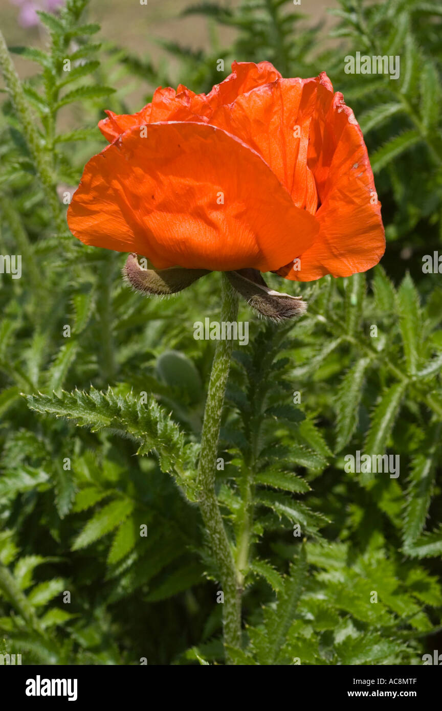 Flower of large red poppy Papaveraceae Papaver bracteatum Stock Photo