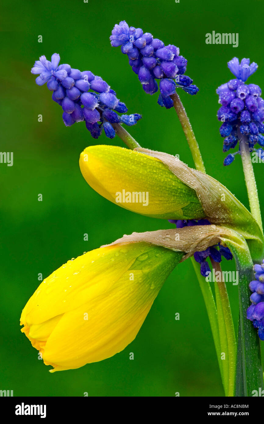 Closeup of daffodils and hyacinths Stock Photo Alamy