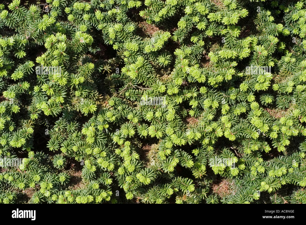 Dwarf Balsam fir Pinaceae Abies balsamea Nana Stock Photo