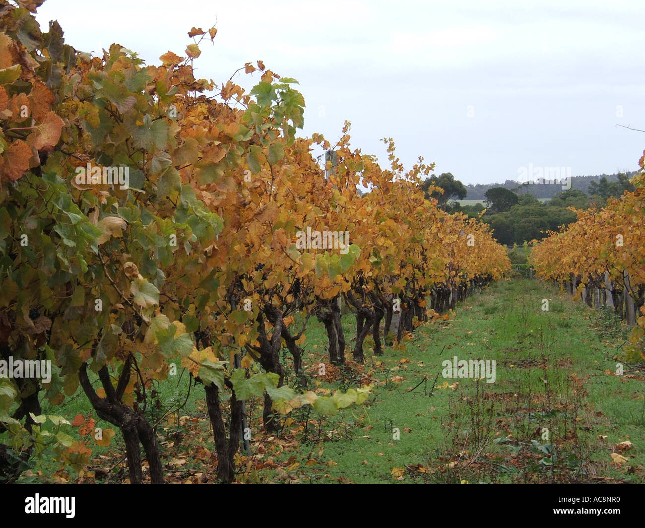 Grape Vines Margaret River, Western Australia Stock Photo Alamy
