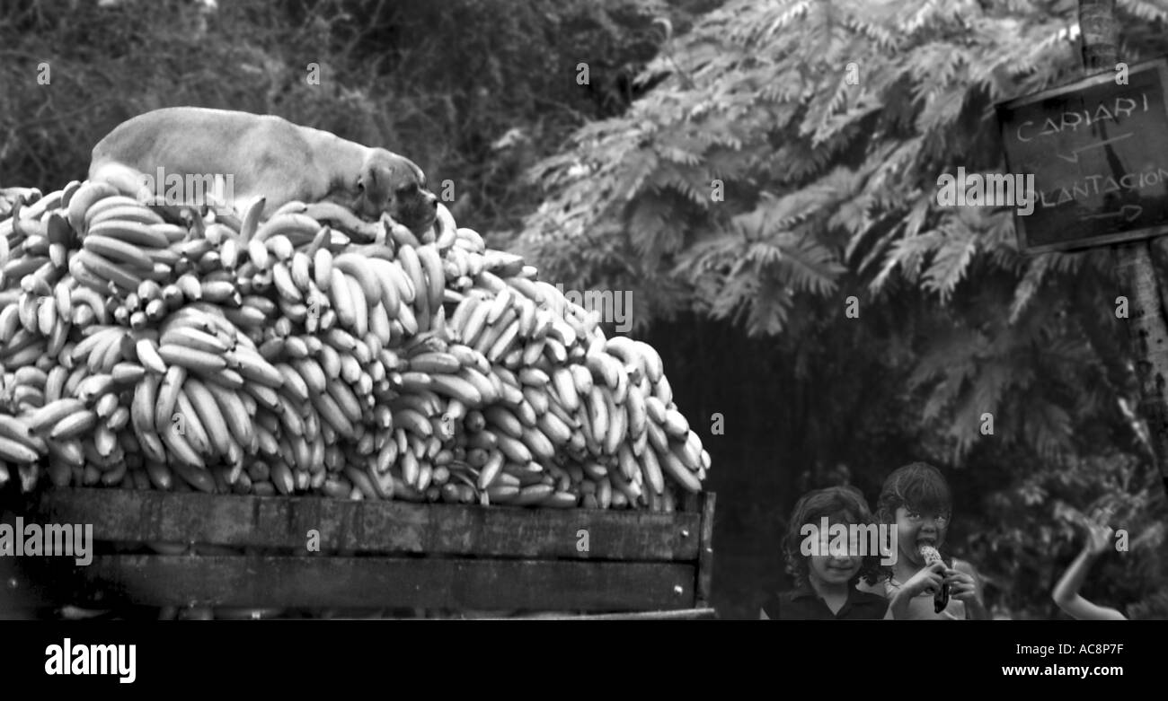 A dog sleeps on top of a huge mound of bananas moving by truck from a plantation in Costa Rica Stock Photo