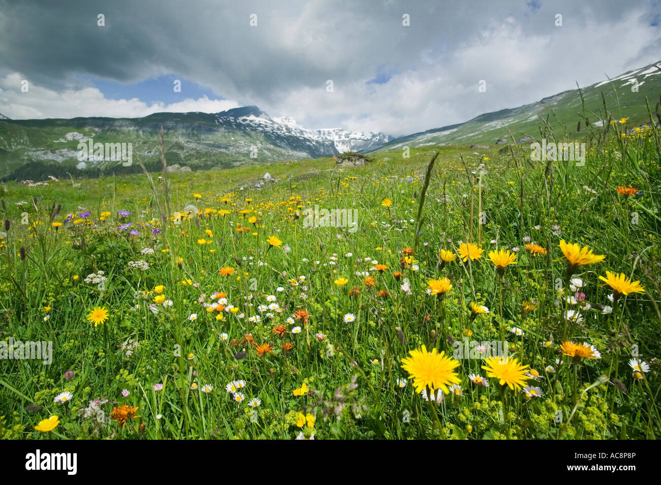 Wild flowers in the Swiss Alps above Flims Stock Photo Alamy