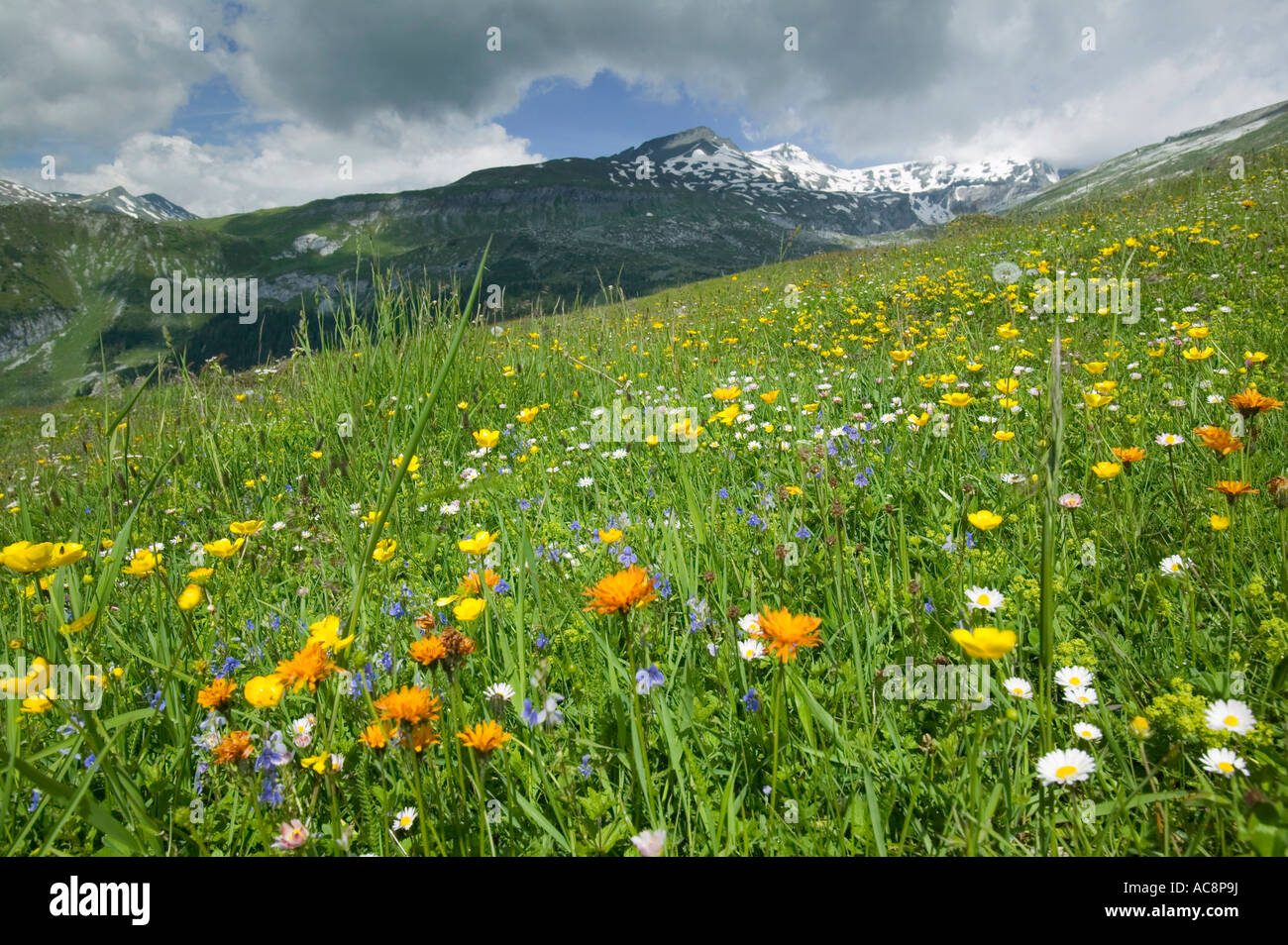 Wild flowers in the Swiss Alps above Flims Stock Photo Alamy