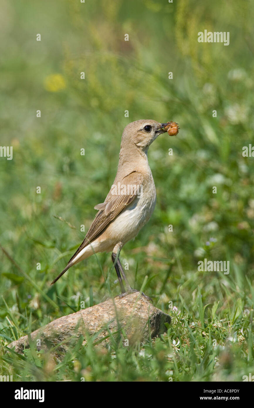 Isabelline Wheatear carrying food to nest Stock Photo