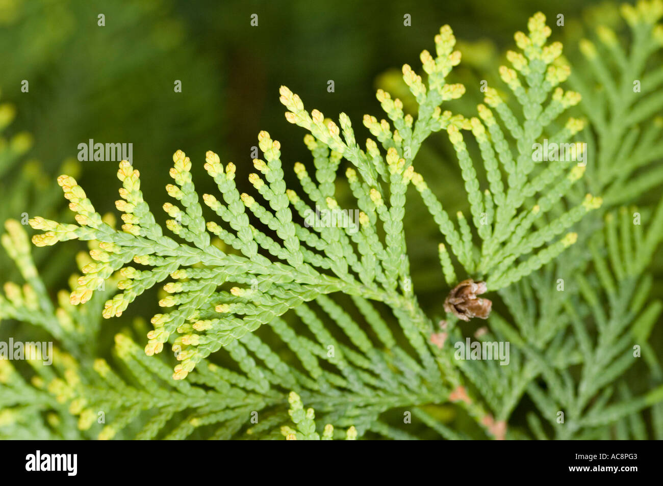 Close-up of Cupressaceae Thuja occidentalis Sunkist foliage with  yellow-green tips and scale-like leaves Stock Photo - Alamy