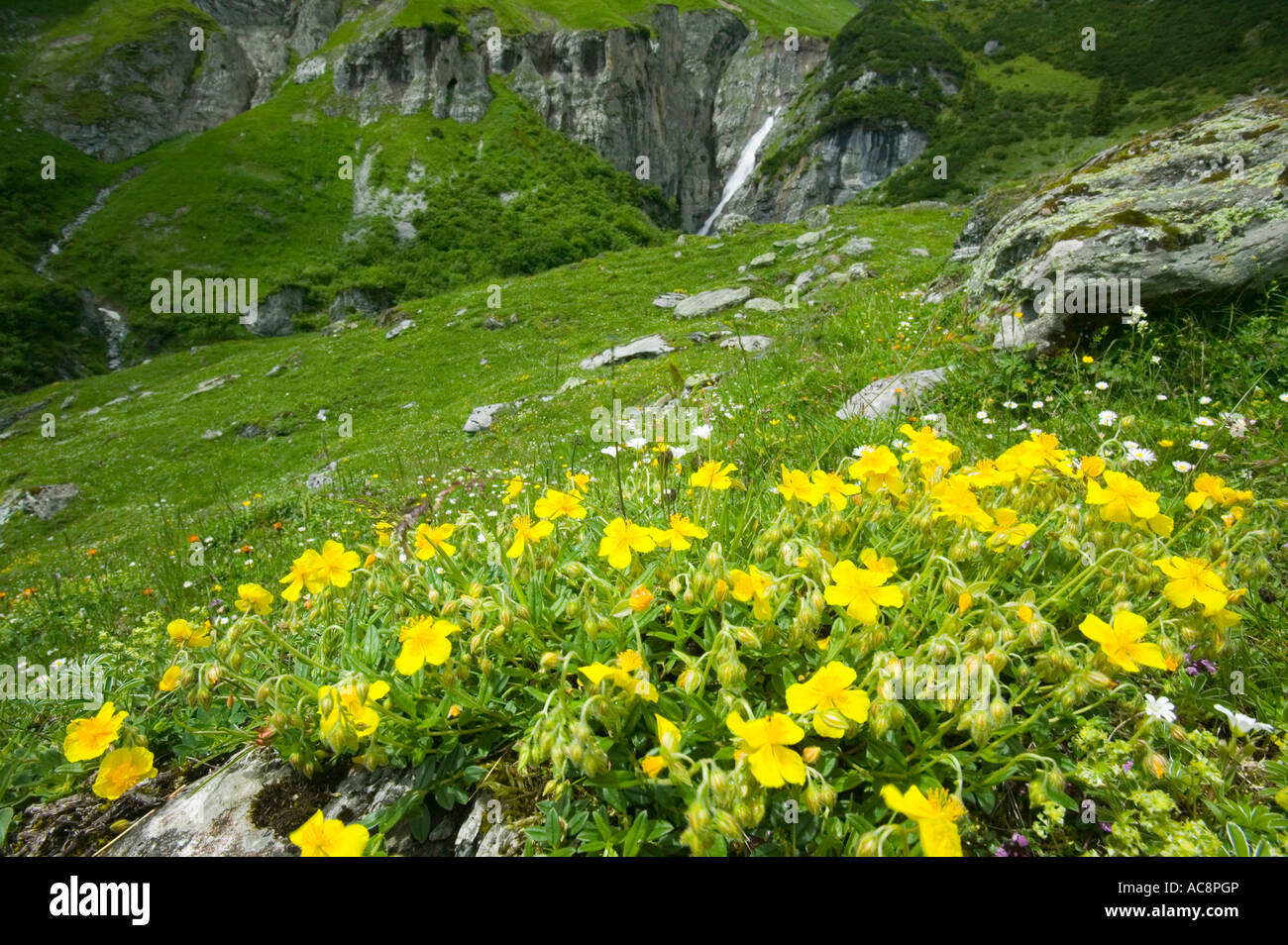 Wild flowers in the Swiss Alps, Above Bargis, near Flims Stock Photo