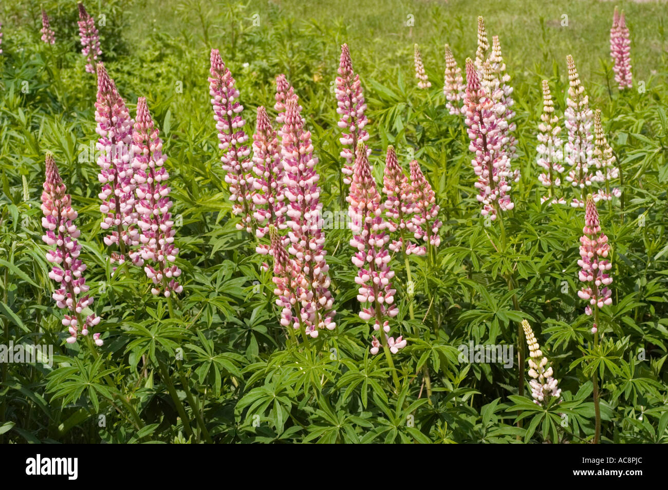 Pink and white flowers Common name Lupin Latin name Lupinus Stock Photo