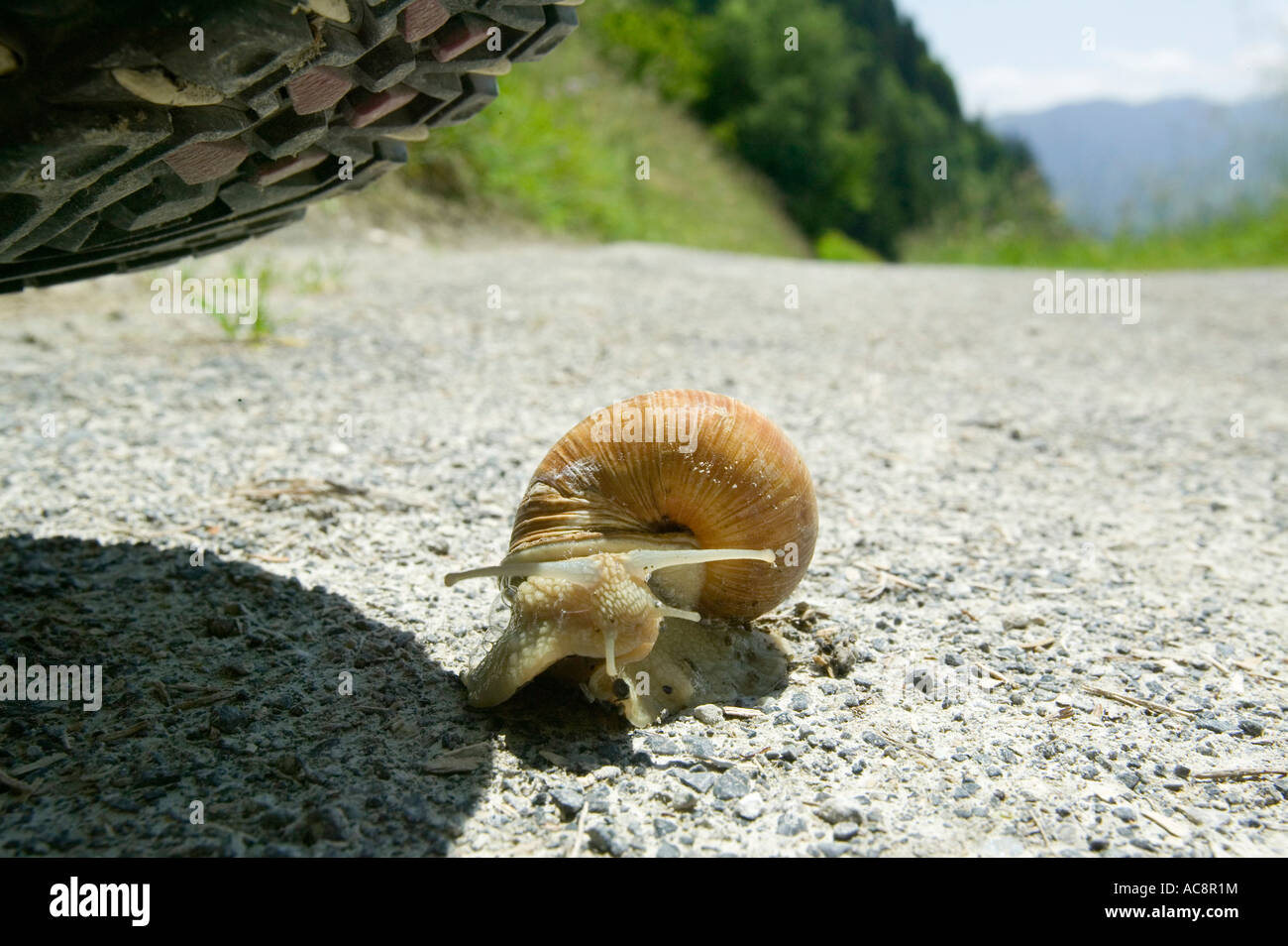 A large snail about to be trod on by a walker Stock Photo - Alamy