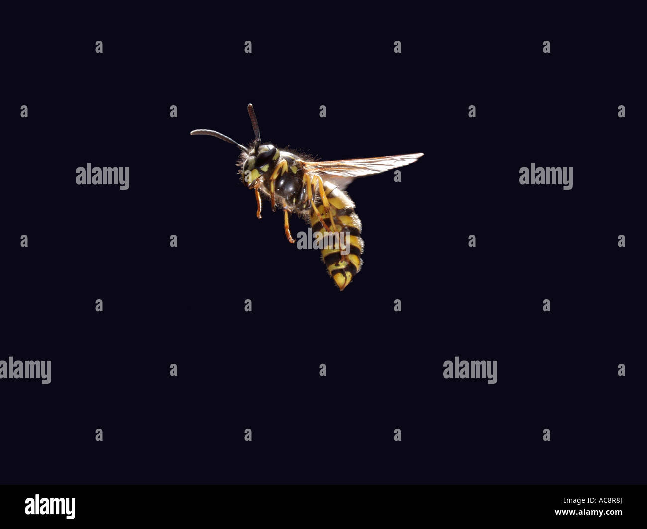 Common Wasp guepe commune Paravespula vulgaris Vespula vulgaris in flight france Stock Photo
