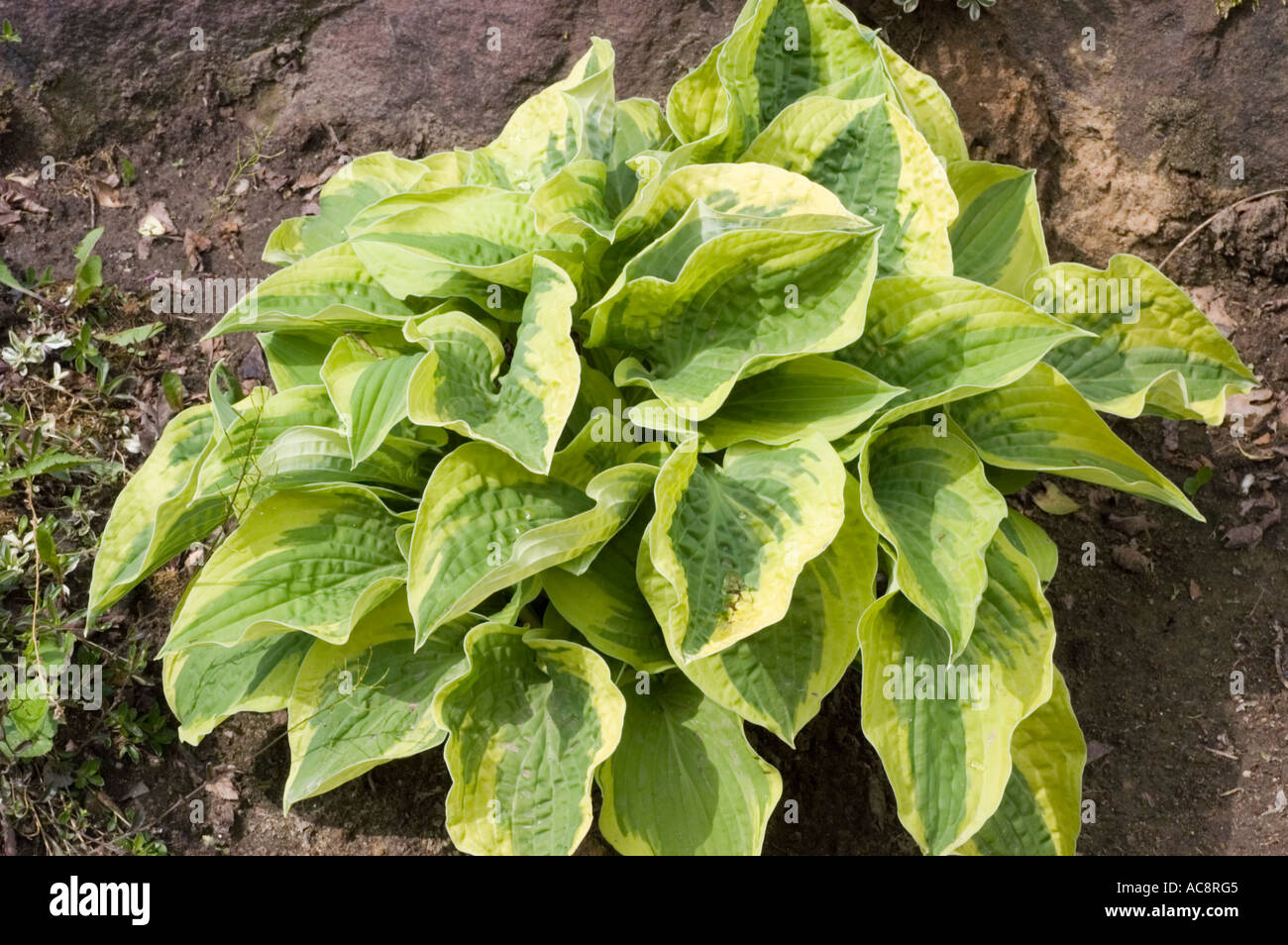 Green leaves of Hostaceae Hosta Wide Brim Stock Photo