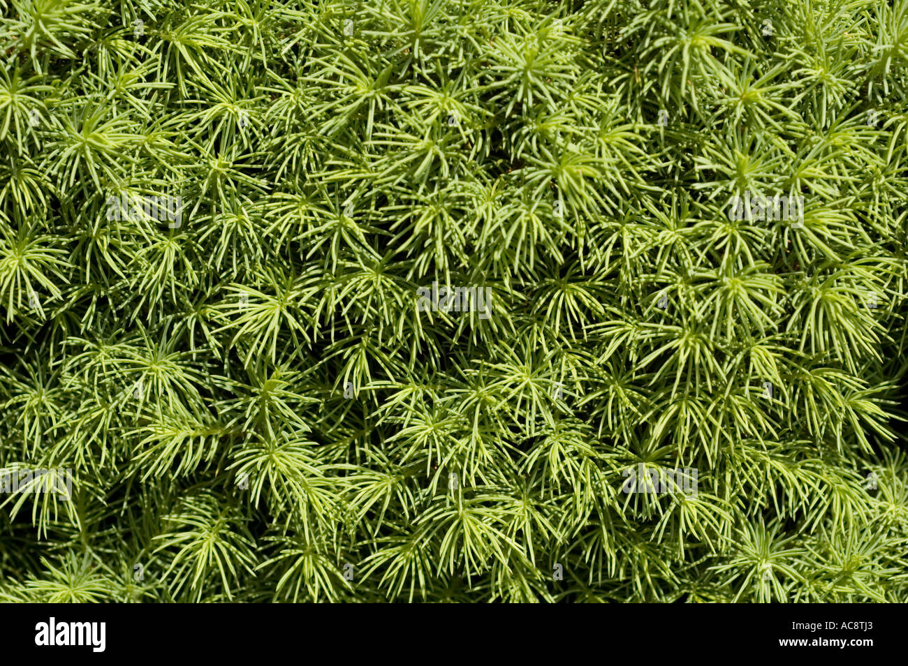Dwarf cone spruce Pinaceae Picea glauca Conica Stock Photo