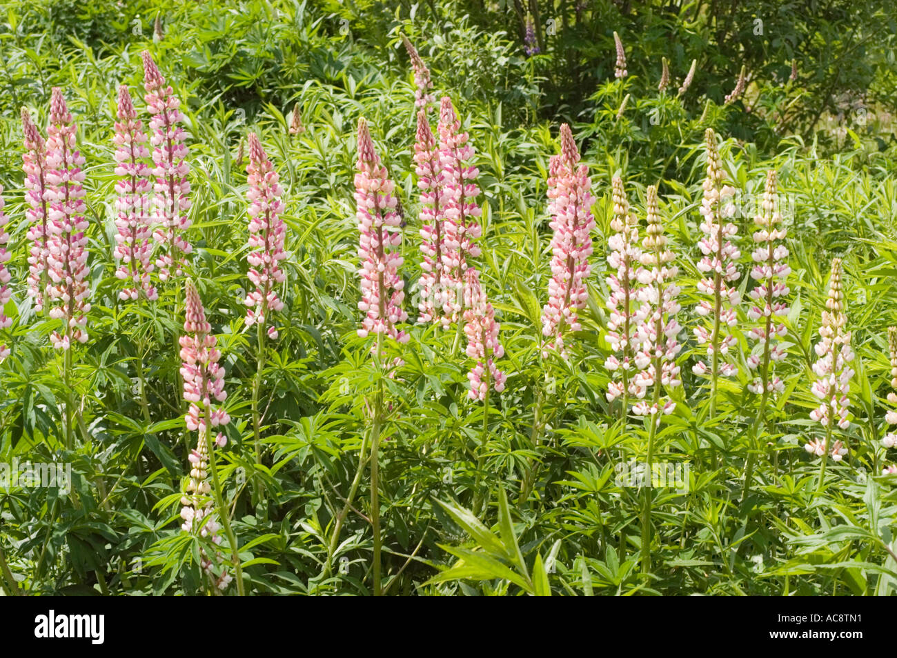 Pink and white flowers Common name Lupin Latin name Lupinus Stock Photo