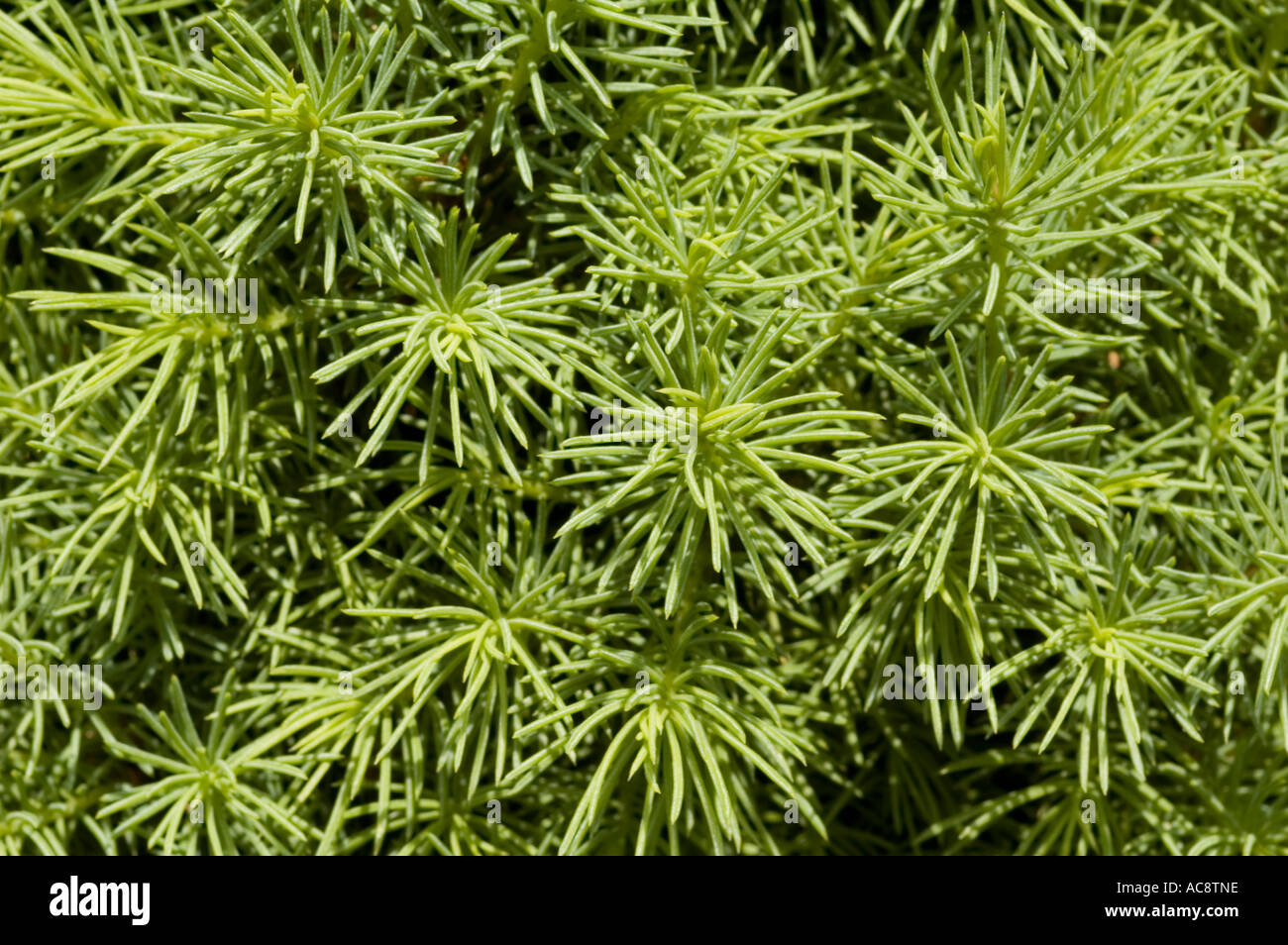 Dwarf cone spruce close up Pinaceae Picea glauca Conica Stock Photo