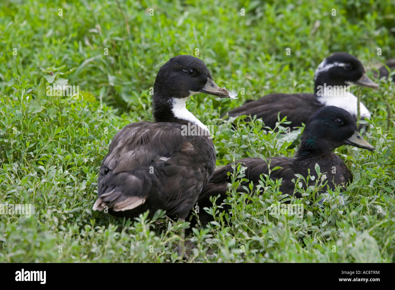 Black and white call ducks Woolstone Gloucestershire UK Stock Photo Alamy