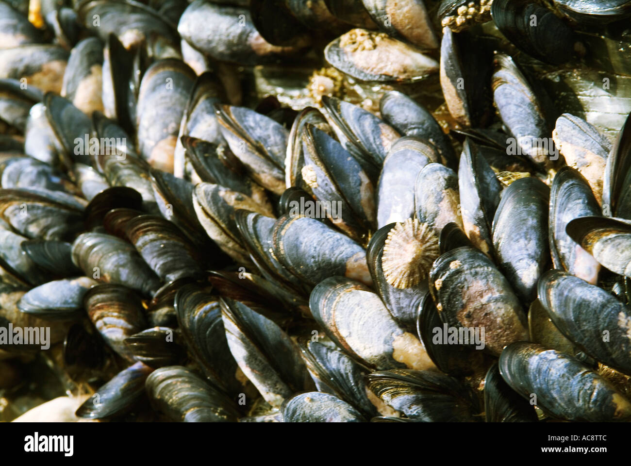 Cornish shells hi-res stock photography and images - Alamy