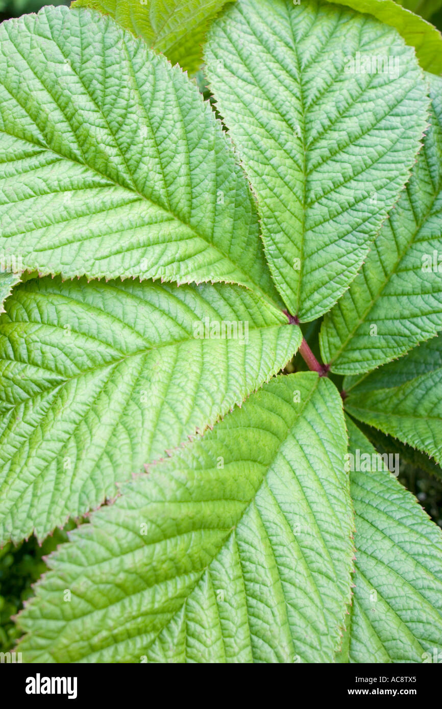 Plant leaves detail hi-res stock photography and images - Alamy