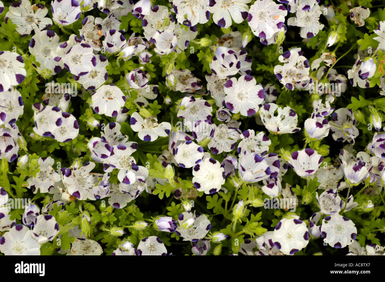carpet of violet and white flowers of Hydrophyllaceae Nemophila maculata Benth Northern America Stock Photo