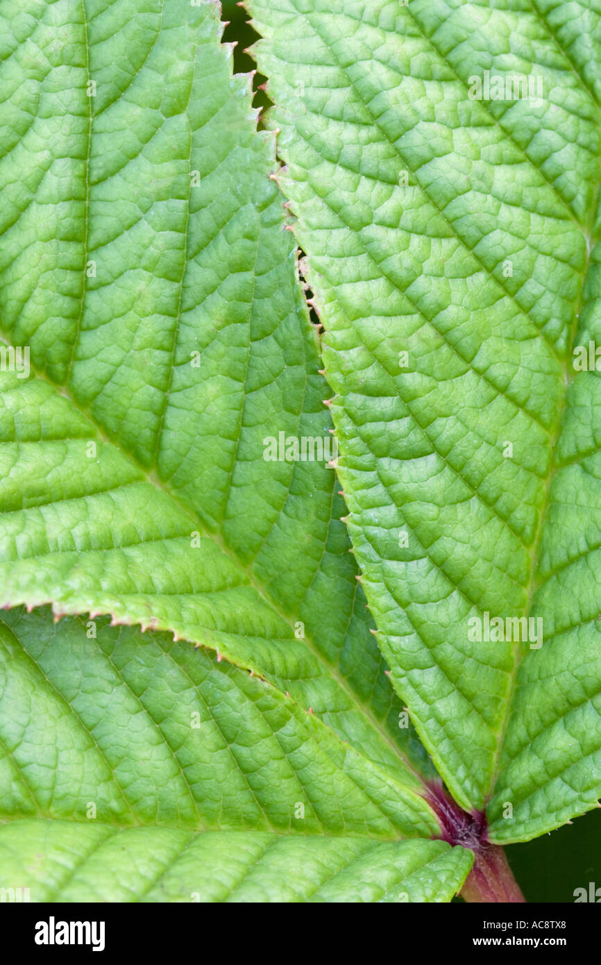 Leaves nature foliage pattern hi-res stock photography and images - Alamy