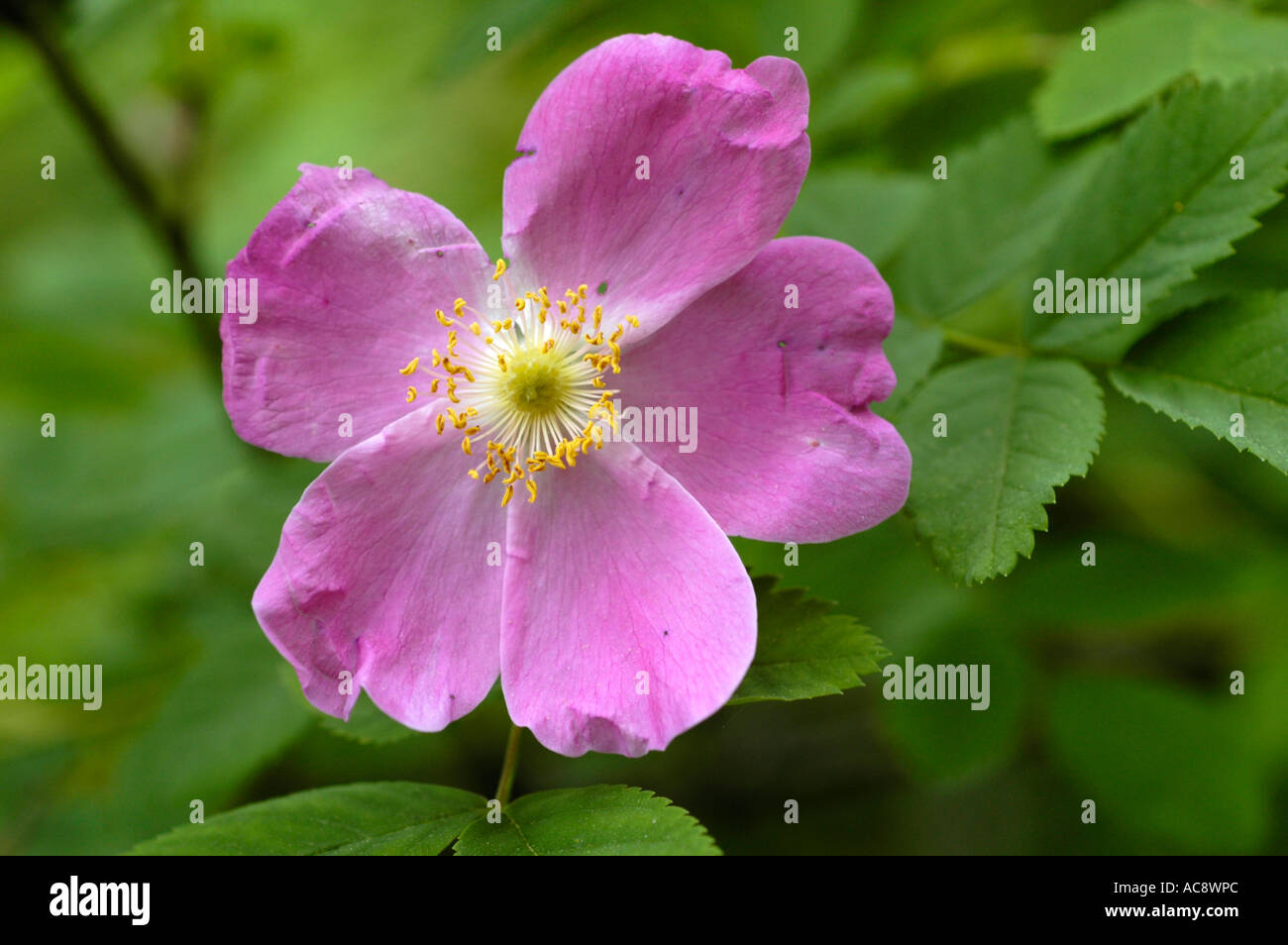 Pink flower of Himalayan Musk Rose Rosaceae Rosa brunonii Lindl ...