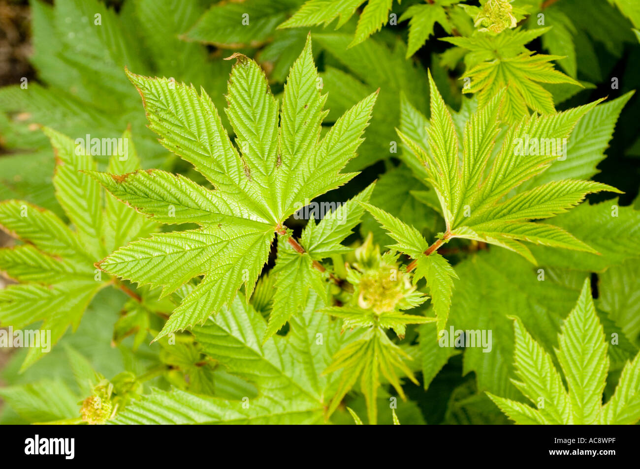 Aspirin plant hi-res stock photography and images - Alamy