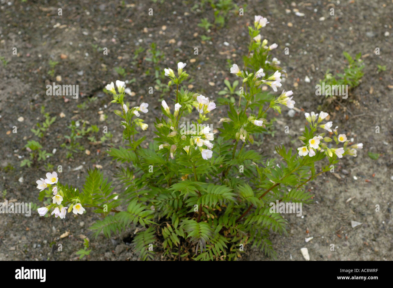White flowers of royal Jacob s ladder Polemoniaceae Polemonium carneum America USA Stock Photo