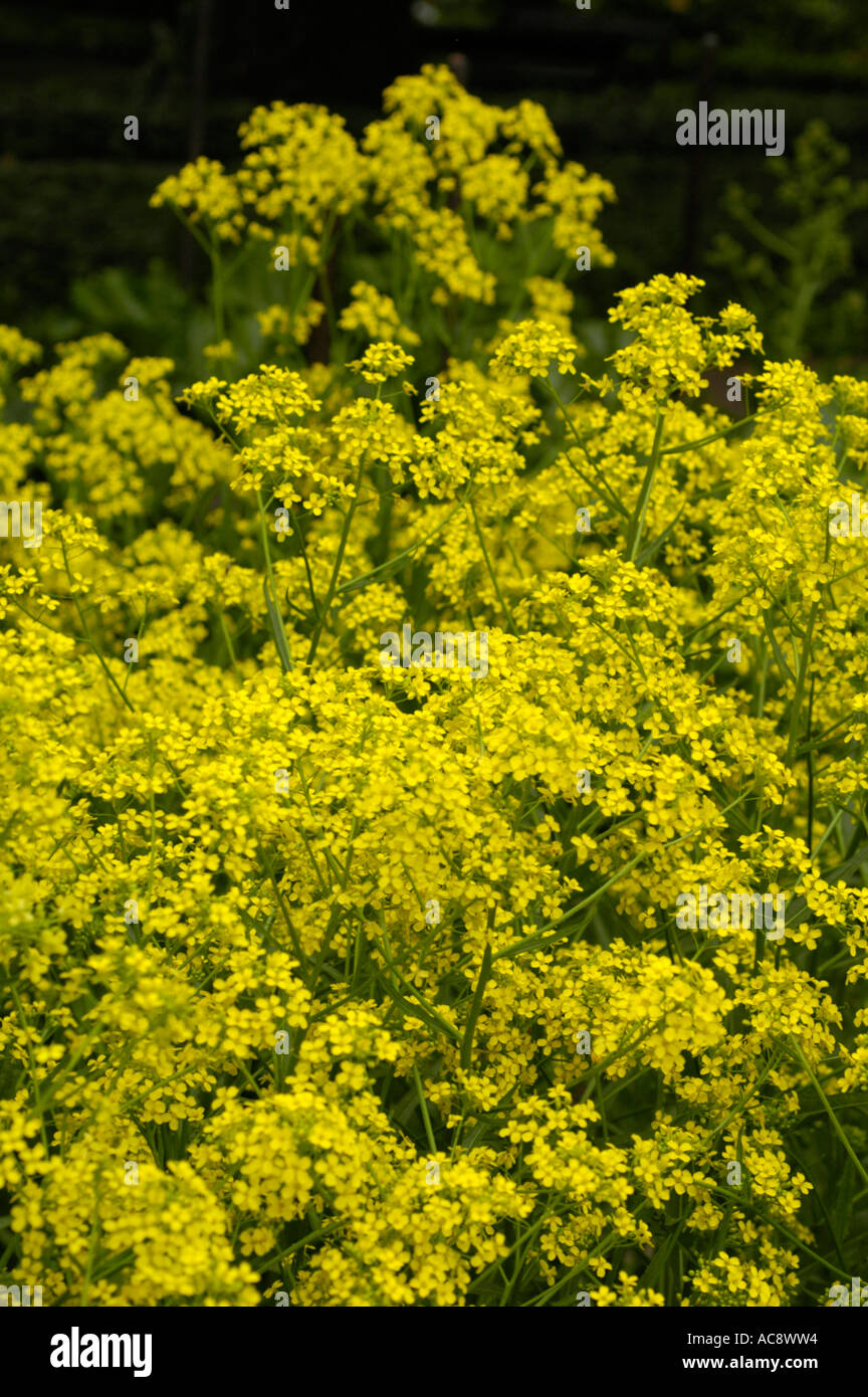 Yellow flowers of warty cabbage or hill mustard or Turkish rocket or wartycabbage Cruciferae Bunias Orientalis East Europe Stock Photo