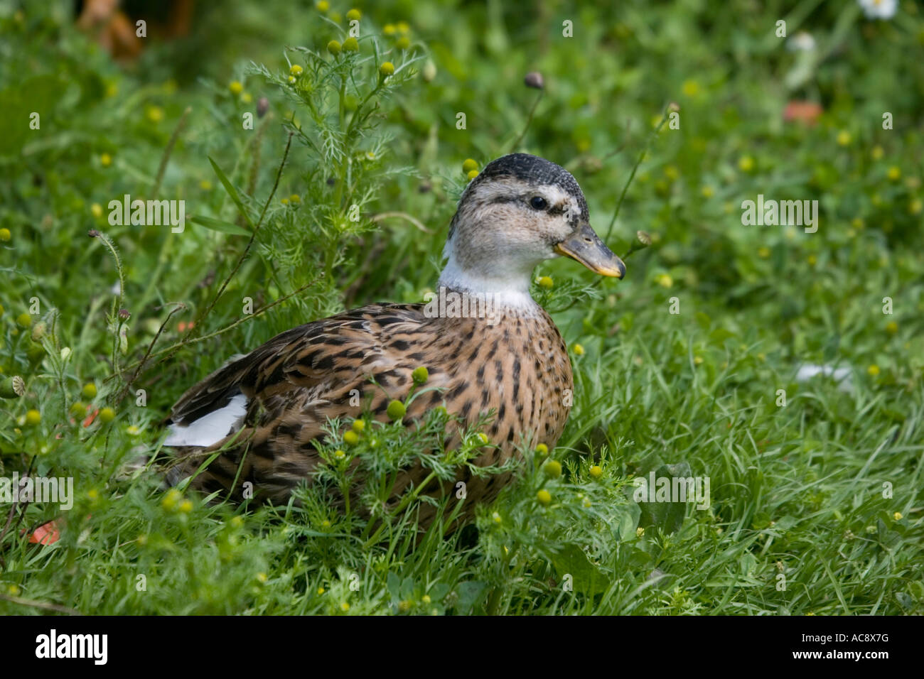 Duck call hires stock photography and images Alamy