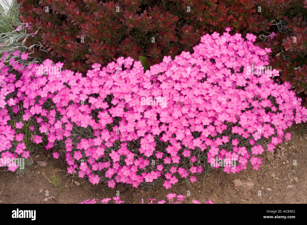 Carpet of Alpine pink flower Caryophyllaceae Dianthus alpinus Stock Photo