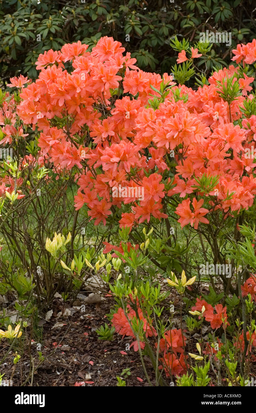 Pale red flowers of Japanese azalea Ericaceae Rhododendron japonicum