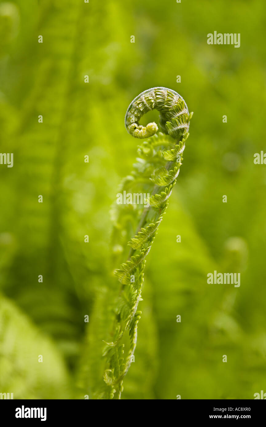 THE NEW GROWING TIP OF THE Matteuccia struthiopteris FERN Stock Photo