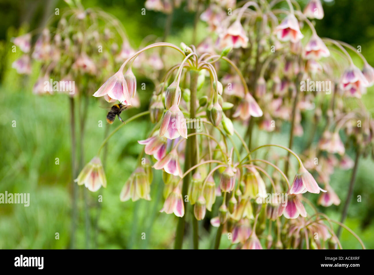 Nectaroscordum siculum bulgaricum Stock Photo - Alamy