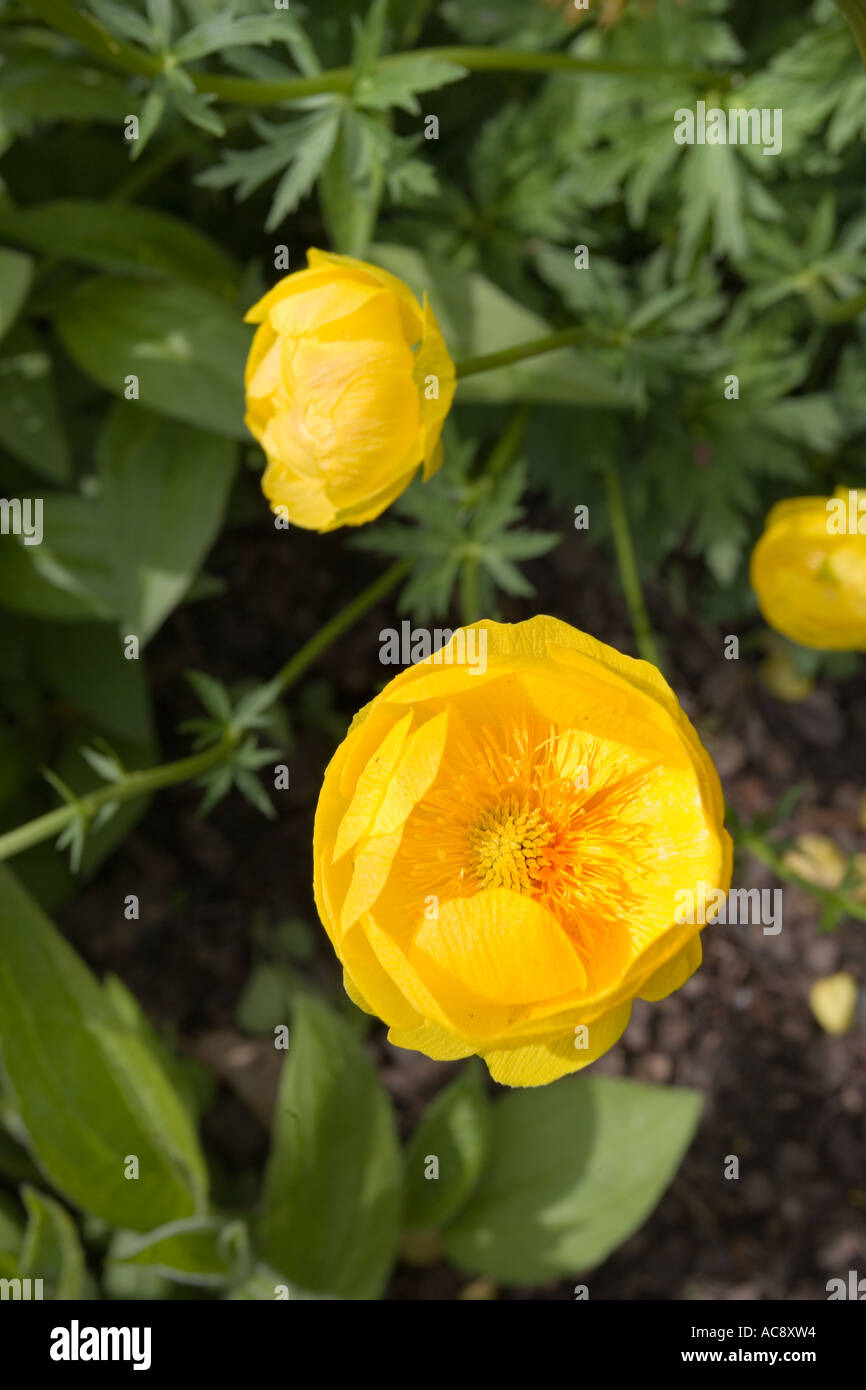 Trollius europaeus Stock Photo