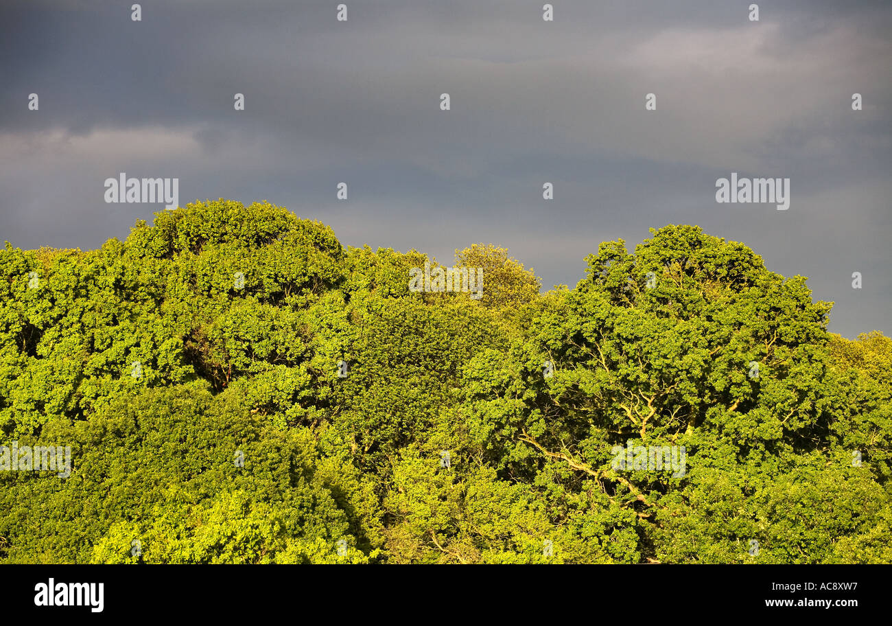 Grey sky forest hi-res stock photography and images - Alamy