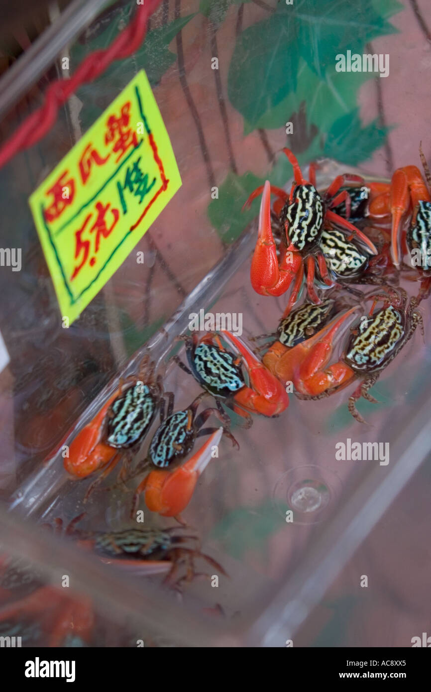 small fiddler crabs for sale in Mong Kok Gold Fish market Stock Photo