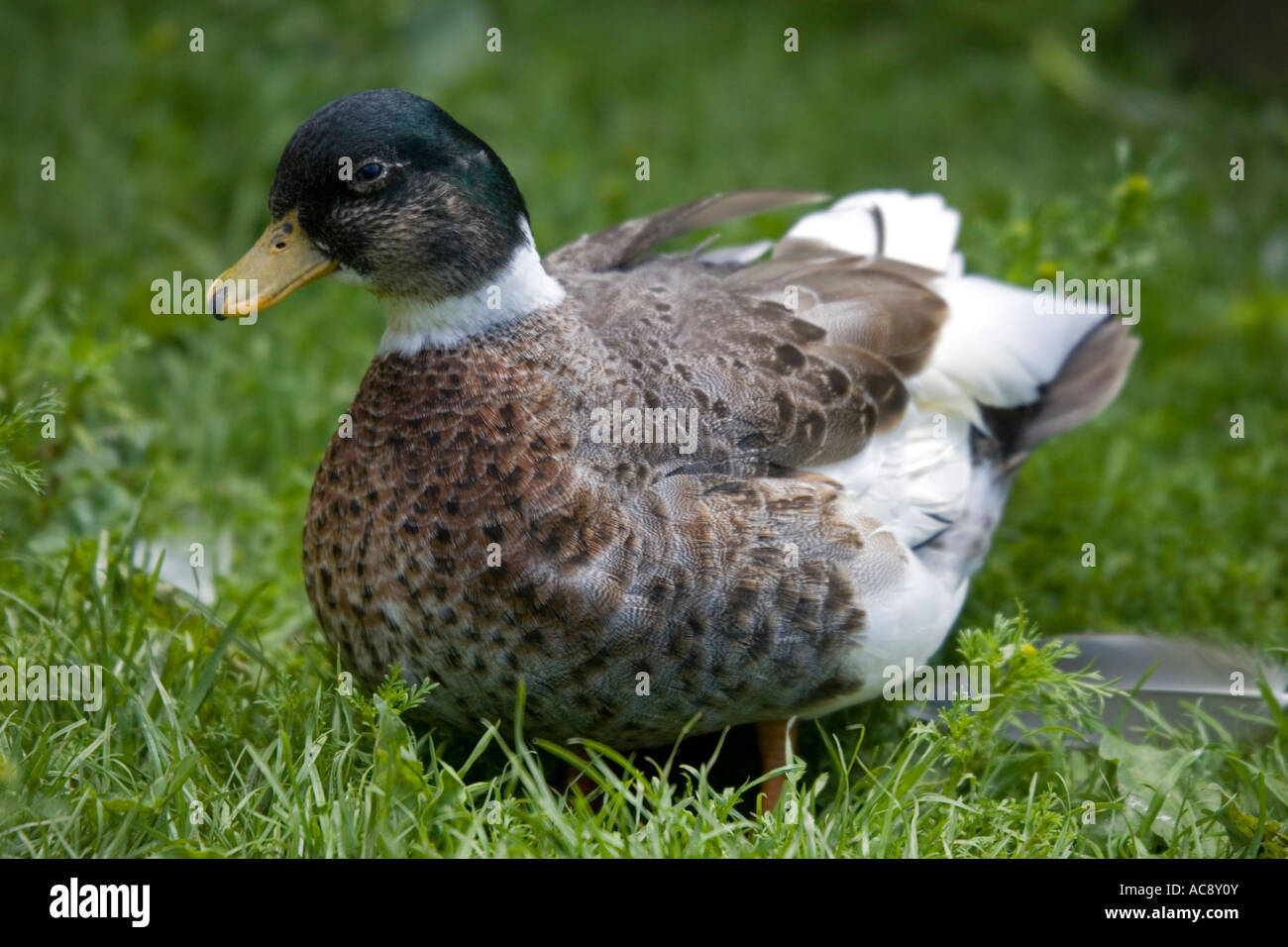 Yellow bellied call duck part of a collection of specialised ducks and