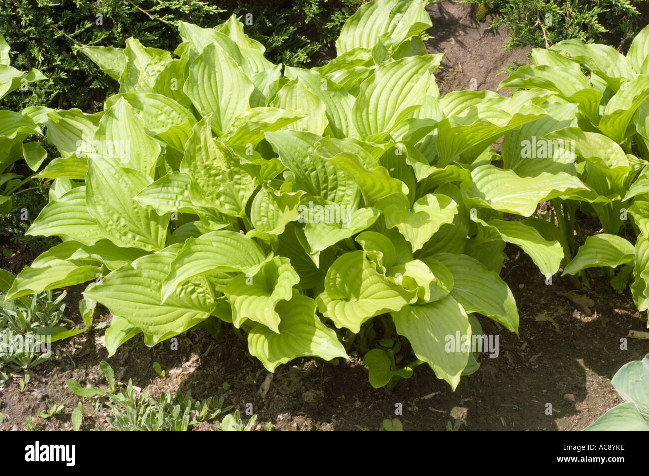 Green leaves of Hostaceae Hosta Royal Standard Stock Photo