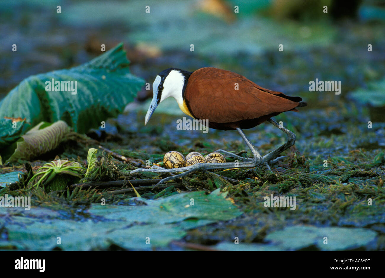African Bird Lilypad Nest