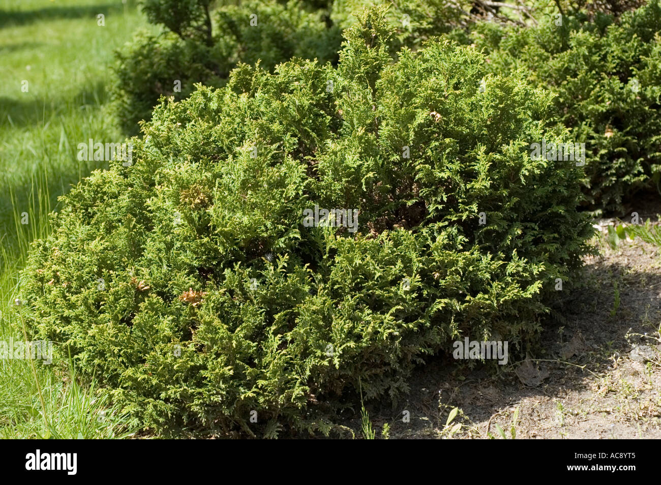 Sawara or Japanese Falsecypress Cupressaceae Chamaecyparis pisifera Nana Stock Photo