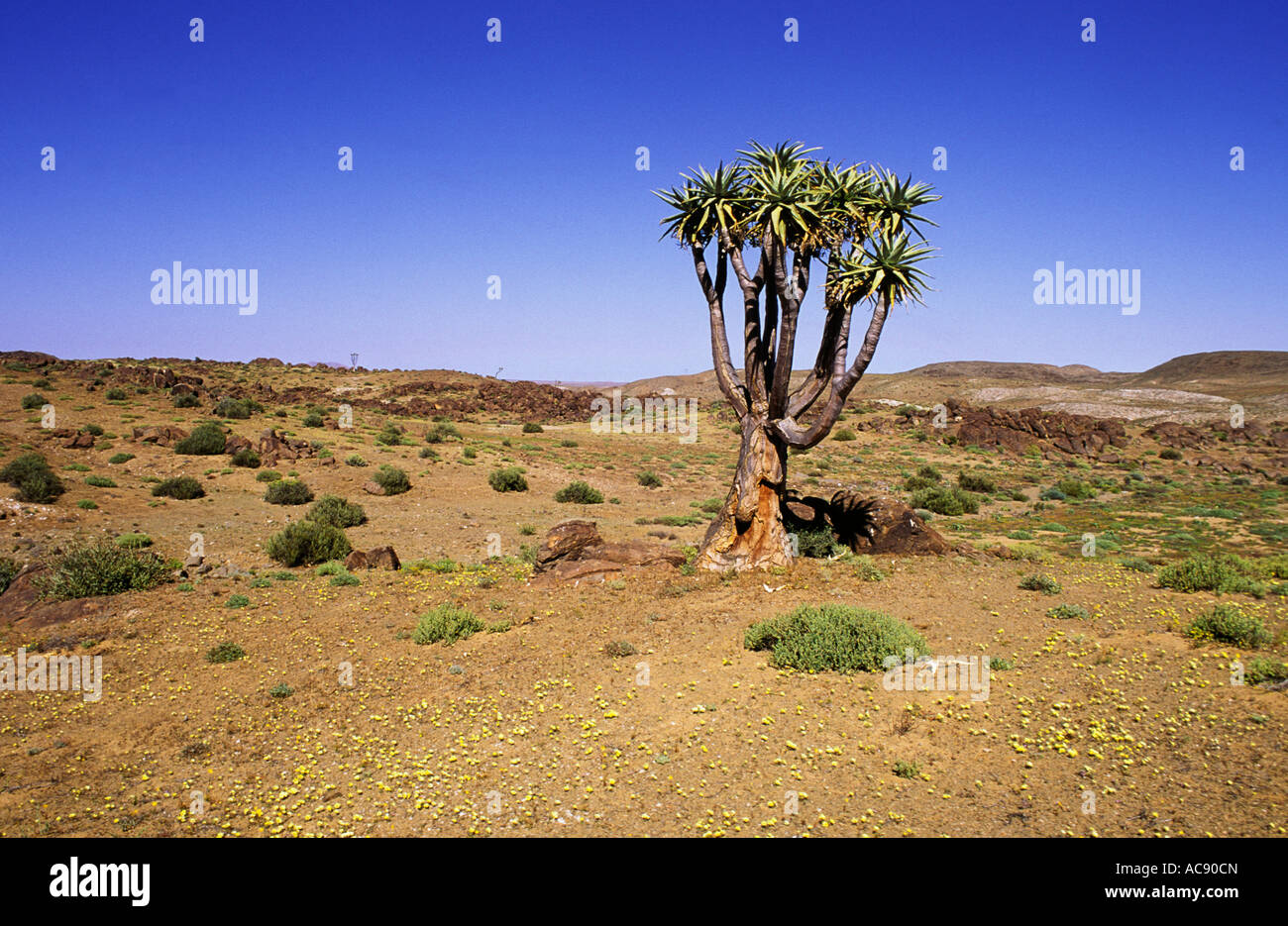 Aloe pillansii, near Sendelingsdrift Richtersveld, north-western Cape Province; South Africa Stock Photo