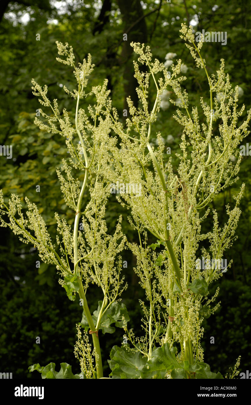 Flowering stalks of Rhubarb Polygonaceae Rheum rhabarbarum undulatum with pale yellow blossoms in a garden setting. Stock Photo