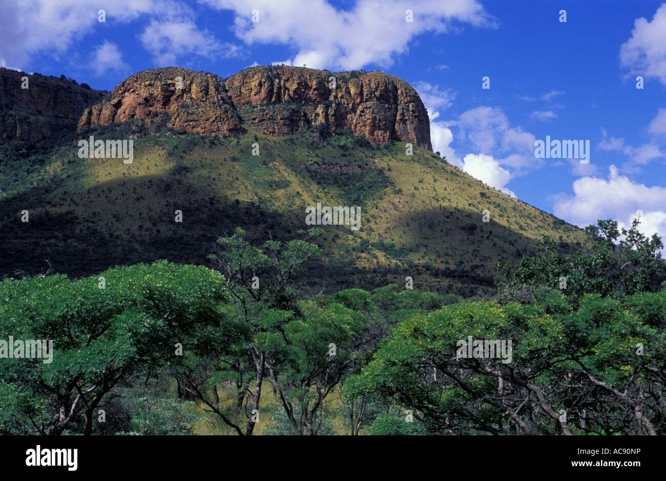 Scenic view of Kransberg with red syringa woodland (Burkea africana) in foreground Kransberg, Marakele Game reserve Stock Photo