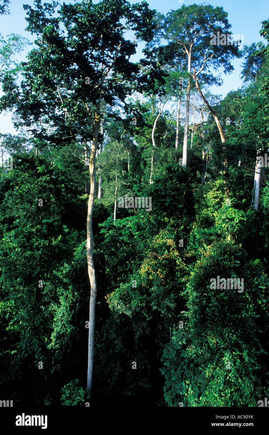 Ghana national park hi-res stock photography and images - Alamy