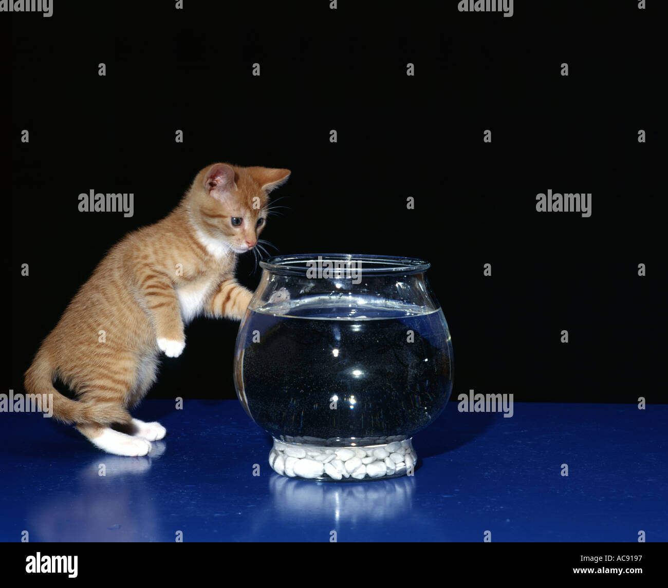 Cat with fishbowl Stock Photo