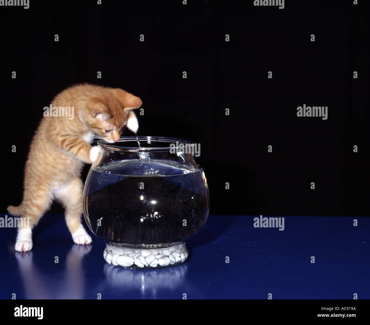 Cat with fishbowl Stock Photo