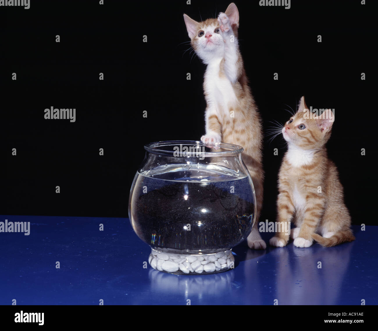 Cats with fishbowl Stock Photo